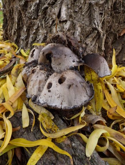 Coprinopsis atramentaria on willow in Basildon, UK.